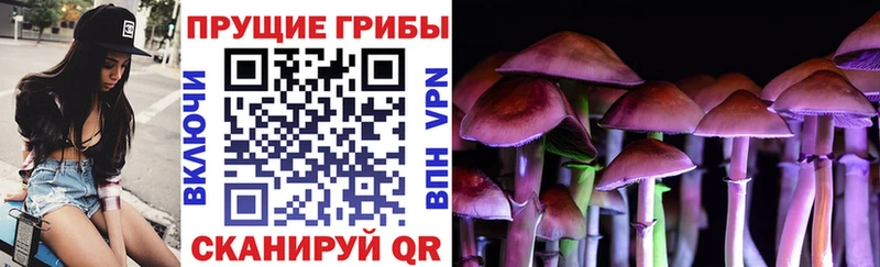 Псилоцибиновые грибы Cubensis цена Дмитровск